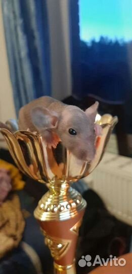 Лысые крысята сфинксы с клеткой