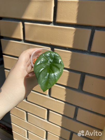 Алоказия синуата, немантанус, маранта, гвоздичка