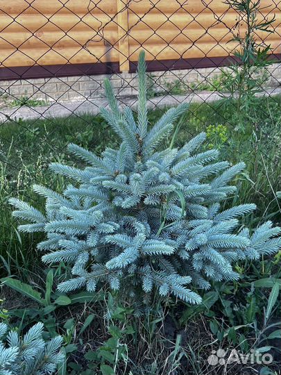 Голубые(сизые) ели