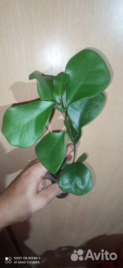 Фикусы разные