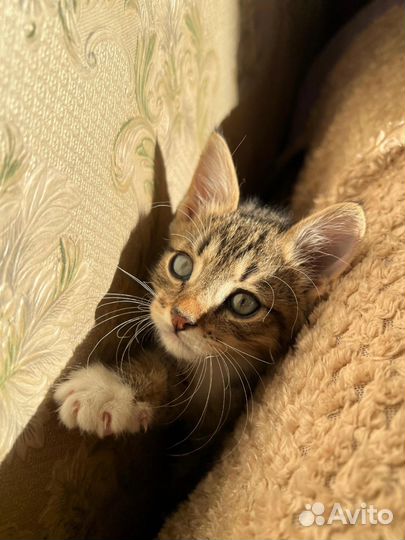 Очаровательный котёнок в самые лучшие руки