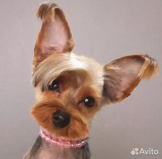 Стрижки, груминг, стрижка, уход за собаками