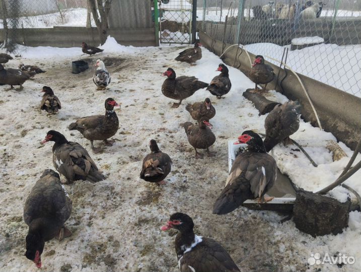 Мускусные утки тяжелые линии