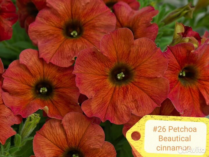 Петуния вегетативная (часть 3)