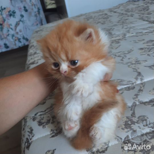 Шотландские вислоухие котята