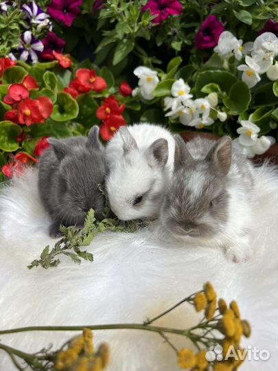 Царский Кролик