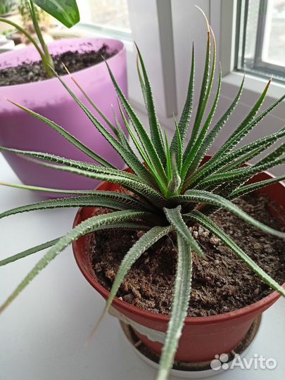 Комнатные цветы