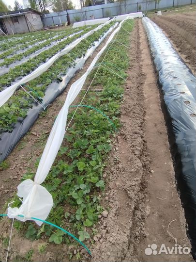 Рассада клубники альба, клери, мурано