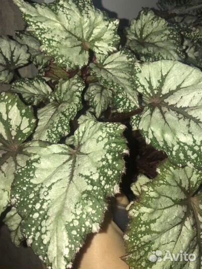 Бегонии декоративно-лиственные