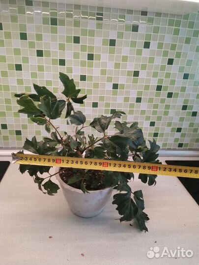 Комнатные цветы цисус