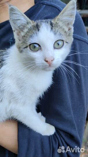 Котенок девочка в дар, бесплатно