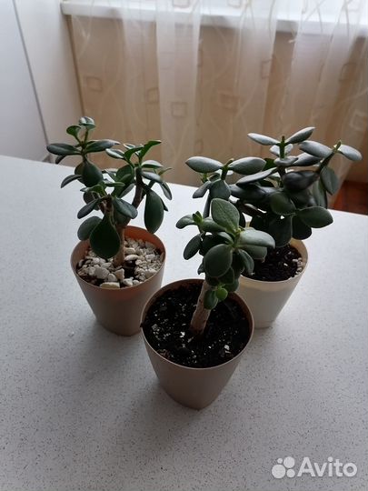 Денежное дерево (толстянка)