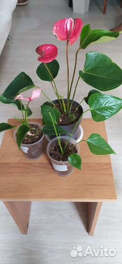 Антуриумы микс