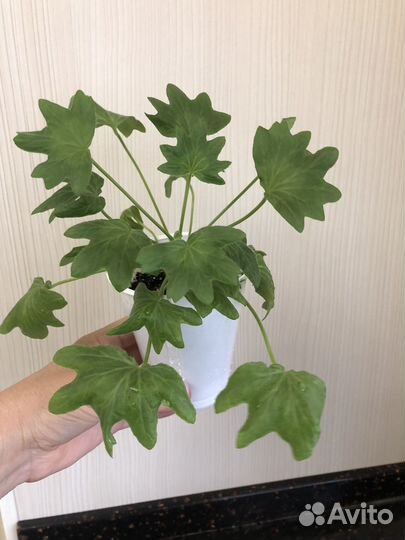 Пеларгония герань Godshill