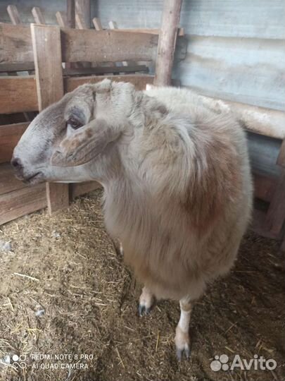 Гусарский баран