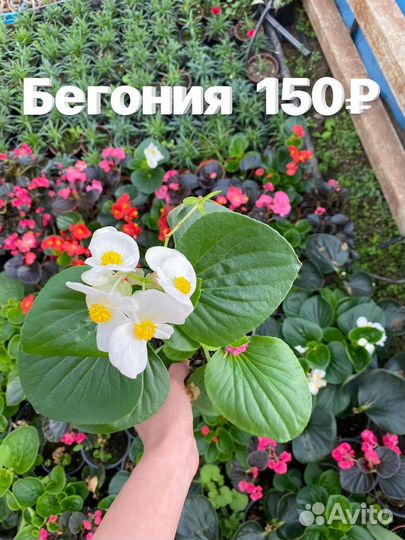 Растения цветы