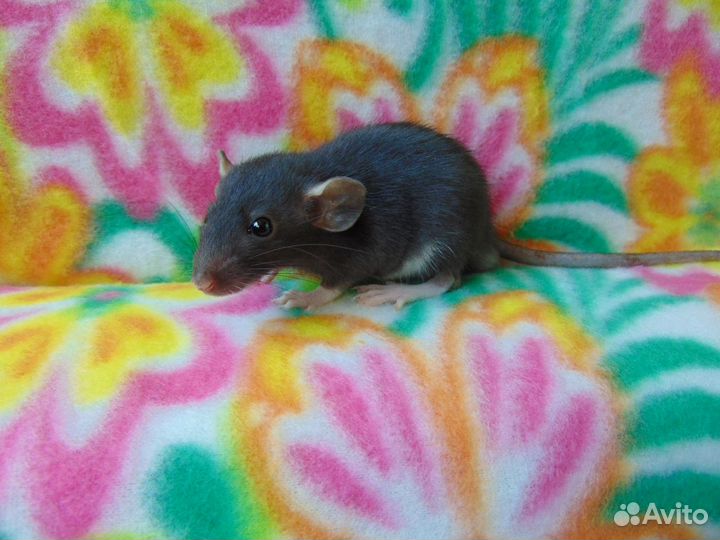 Крысы, крысята дамбо, гамак в подарок, клетки