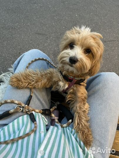 Вязка собак Мальтипу