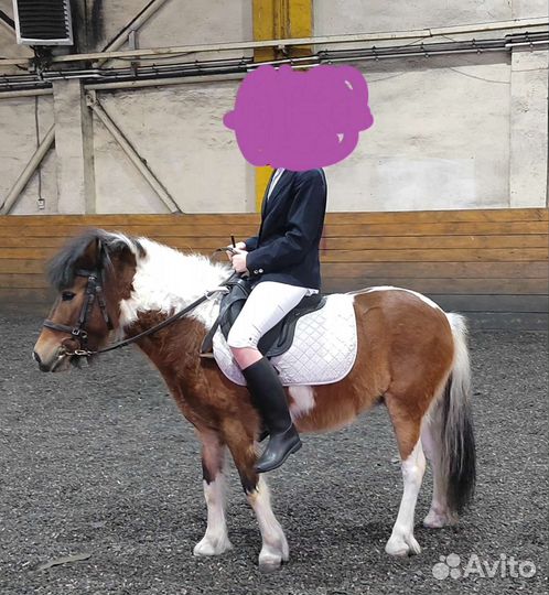 Пони кобыла