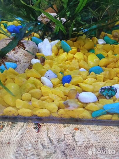 Улитки аквариумные ампулярии