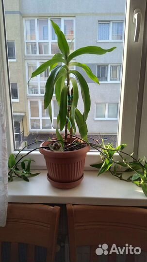 Золотой ус отростки