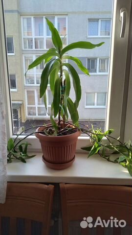 Золотой ус отростки