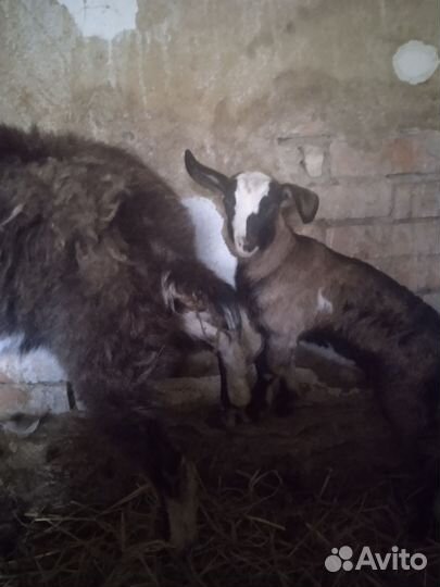 Коза дойная