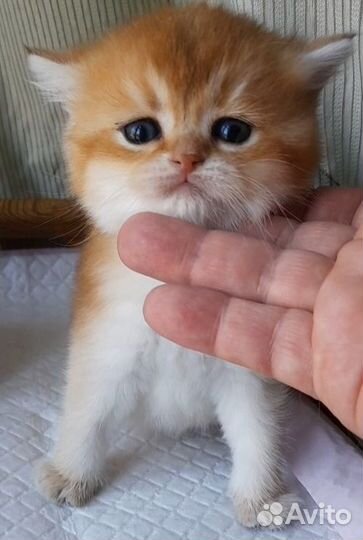 Котята из питомника