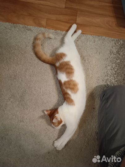 Отдам кошечку в хорошие руки