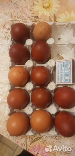 Инкубационные яйца Маран