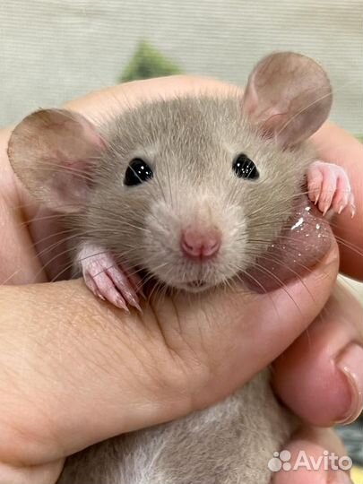 Декоративные Крысята крыски Дамбо