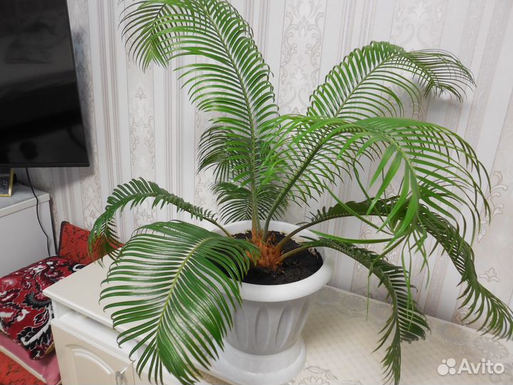 Цветы для офиса и дома, пальма - Цикас,фикус и.т.д