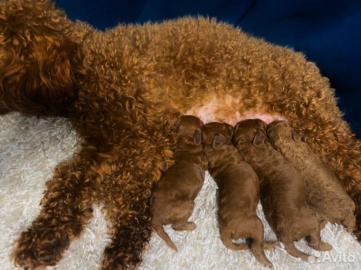 Той-пудель мальчик