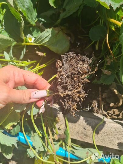 Клубника ремонтантная рассада