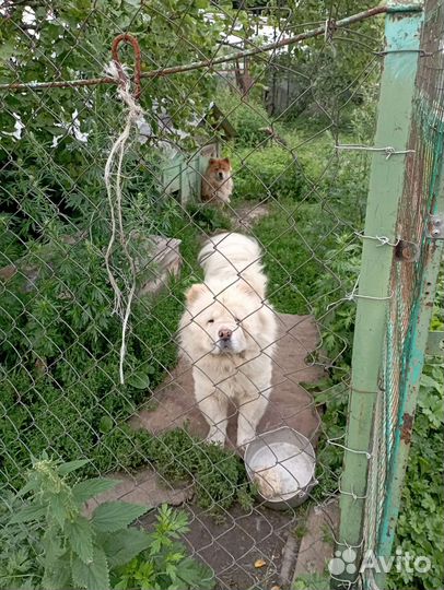 Две собаки в добрые руки