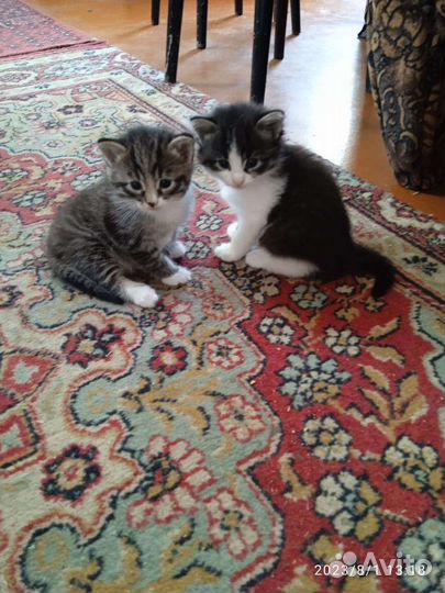 Котик серый