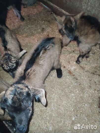 Козлята чешские