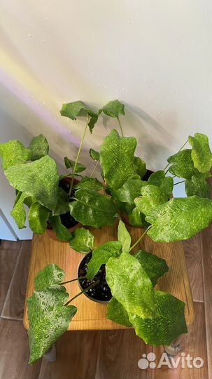 Калатея нетворк