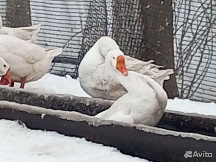 Гуси взрослые