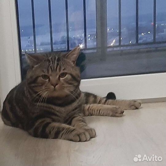 Шотландский кот вязка