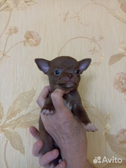 Собаки щенки