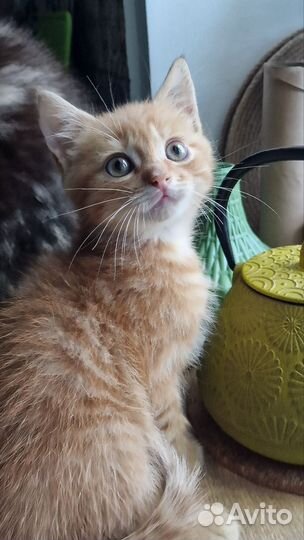 Котенок бесплатно