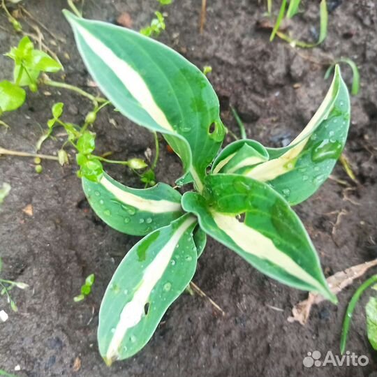 Хосты Бересклет Голд и Вайт