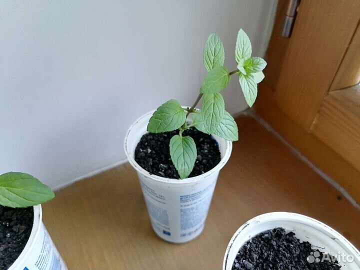 Мята лавандовая и шоколадная