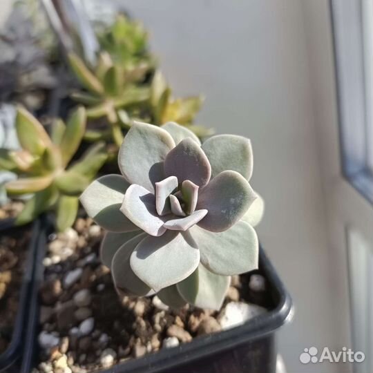 Суккуленты разные