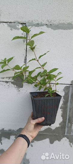 Гортензия метельчатая