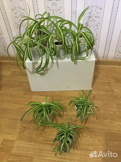 Хлорофитум кучерявый и обычный.Комнатные растения