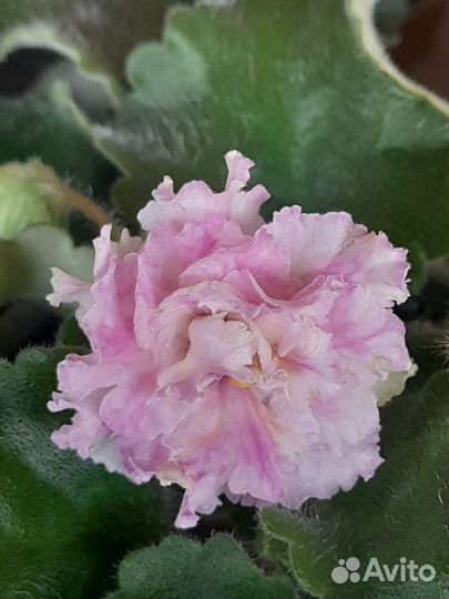 Сортовые фиалки