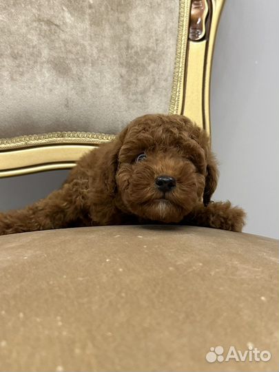 Йоркипу F1 мини и стандарт (гибрид)