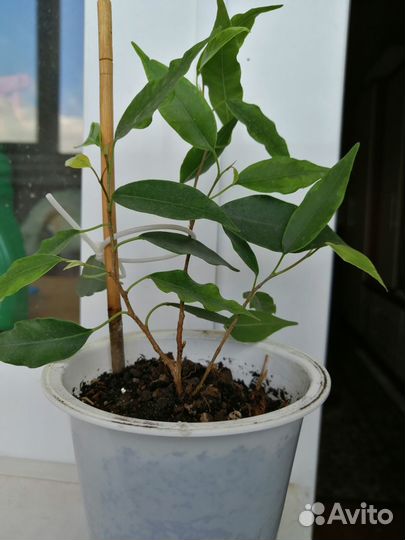 Комнатные растения разные много